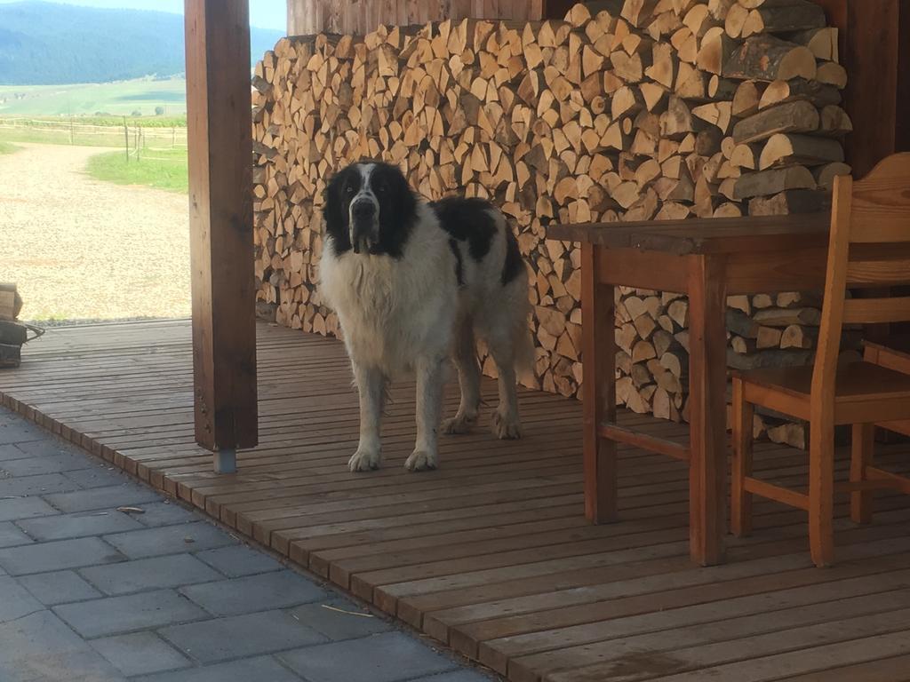 Kavalliera Pensiune Cotormani Exterior foto